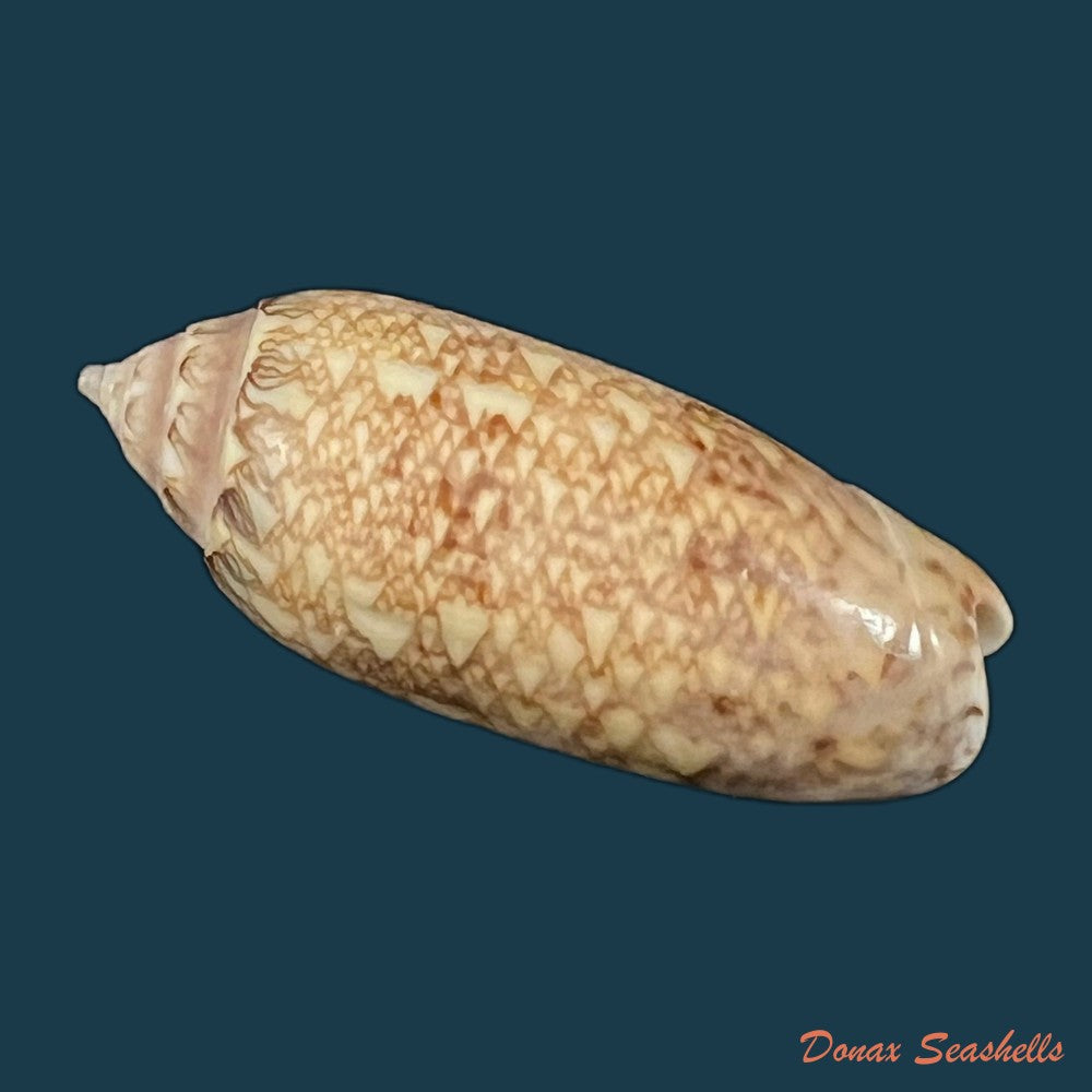 oliva-circinata-jorioi-petuch-2013-29-8mm-copia