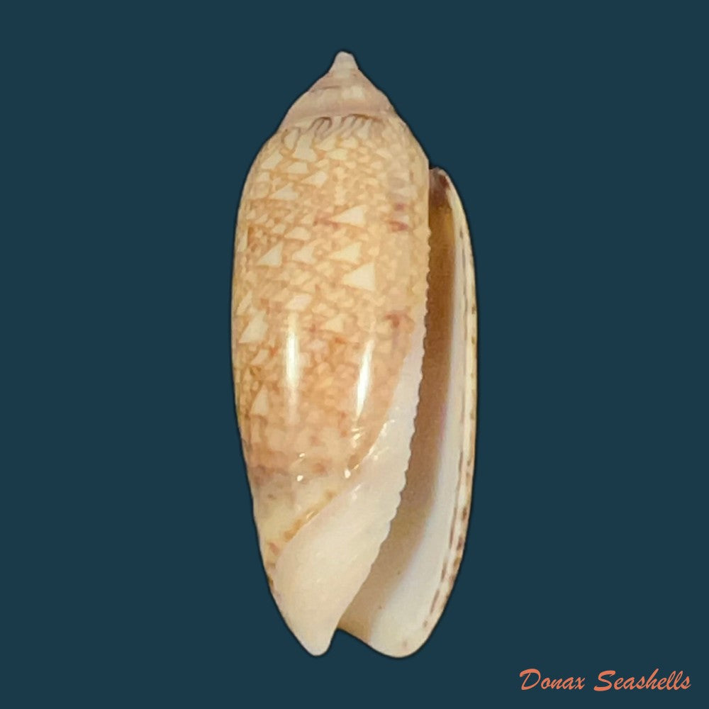 oliva-circinata-jorioi-petuch-2013-29-8mm-copia