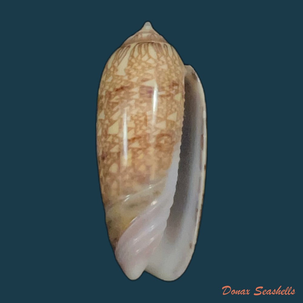 oliva-circinata-jorioi-petuch-2013-35-4mm-copia