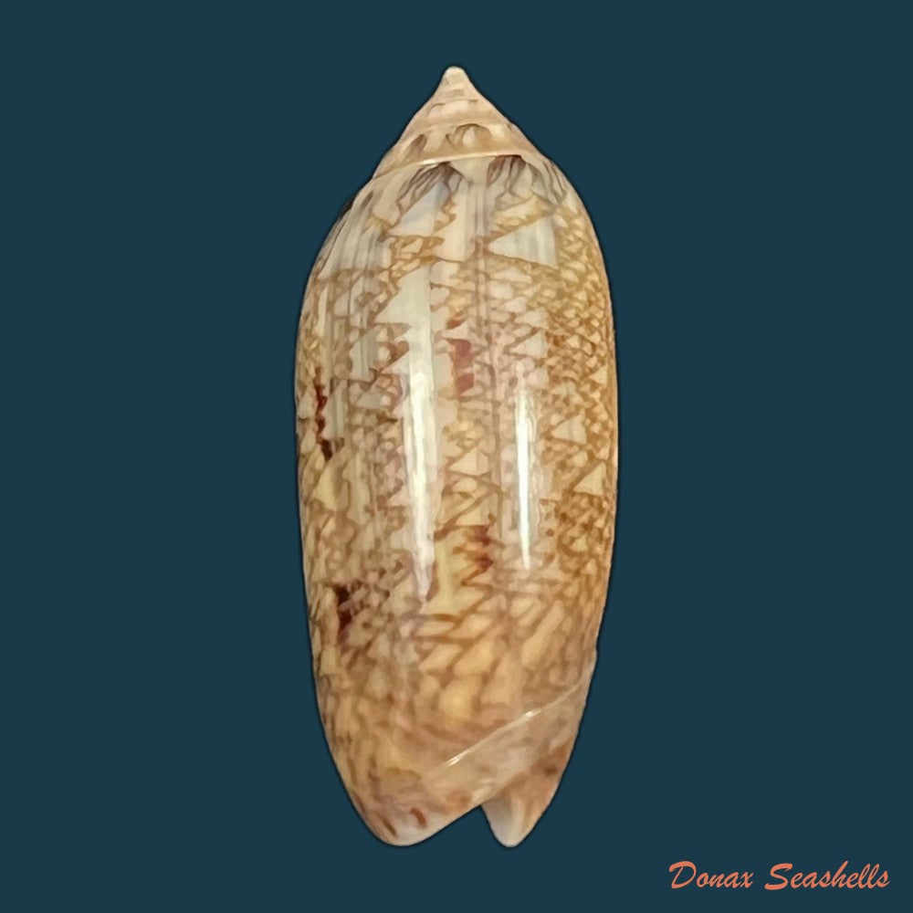 oliva-circinata-jorioi-petuch-2013-36-9mm-copia