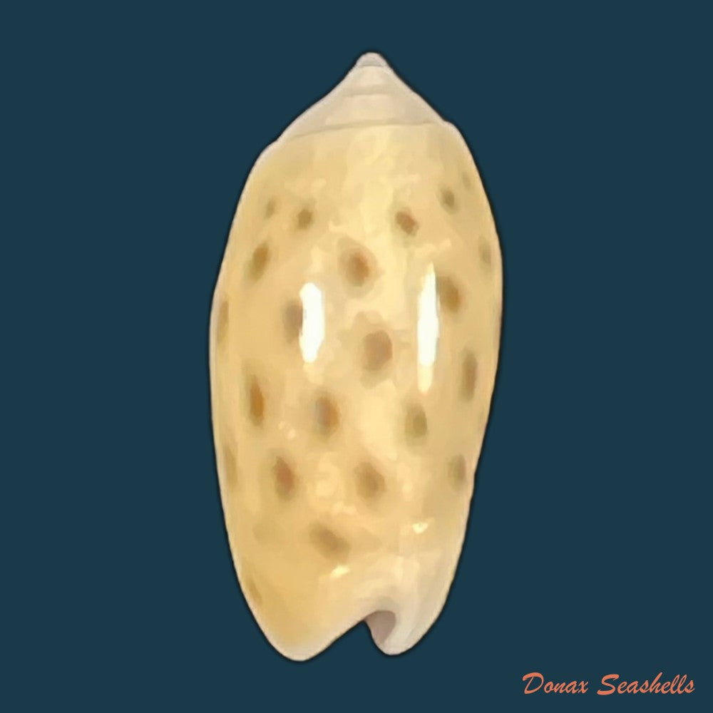 oliva-guttata-fischer-von-waldheim-1808-18mm-copia