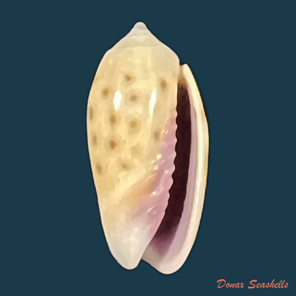 oliva-guttata-fischer-von-waldheim-1808-18mm-copia