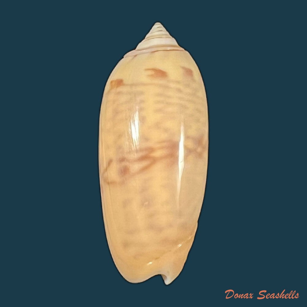 oliva-incrassata-lightfoot-1786-69-1mm-copia