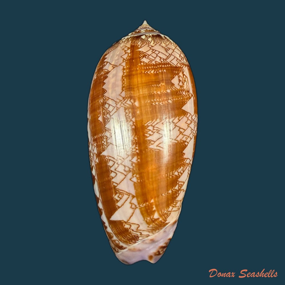 oliva-porphyria-linnaeus-1758-76-8mm-copia