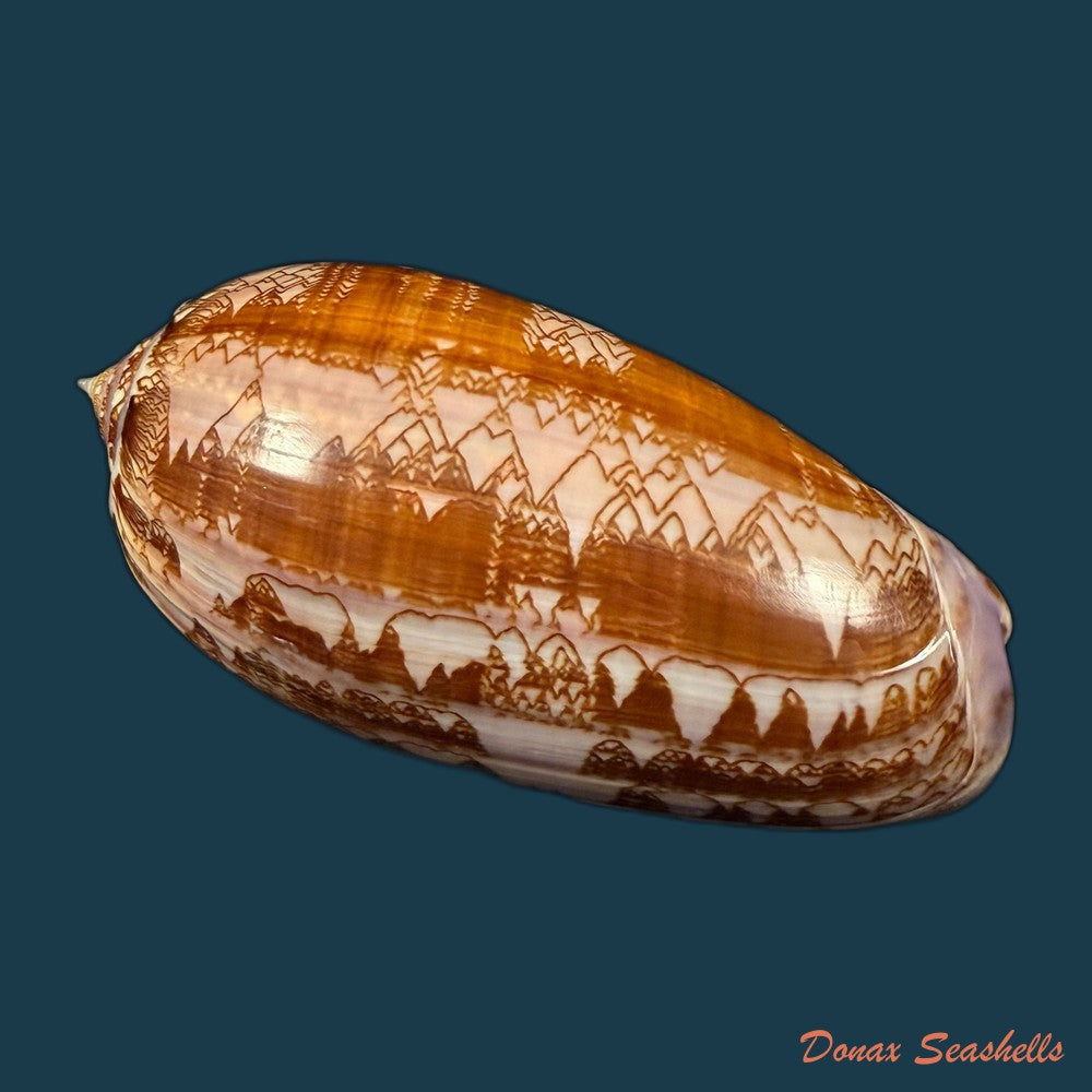 oliva-porphyria-linnaeus-1758-76-8mm-copia