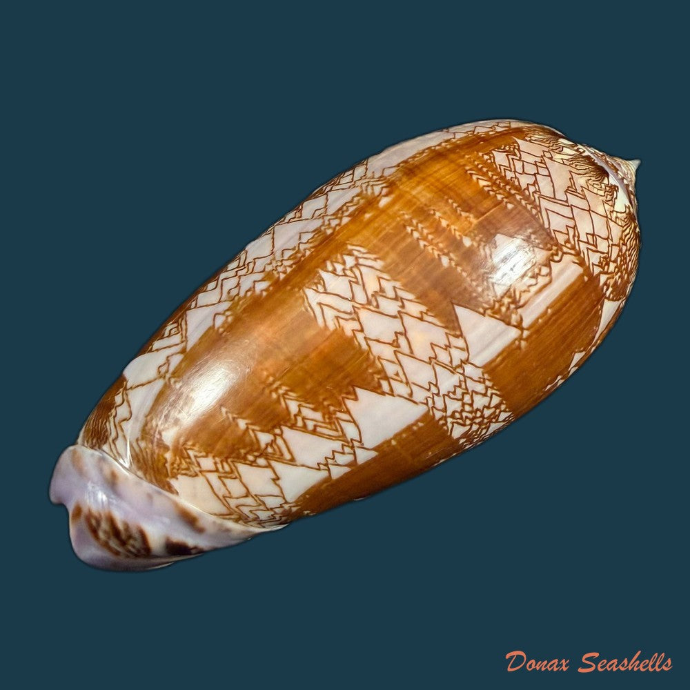oliva-porphyria-linnaeus-1758-76-8mm-copia