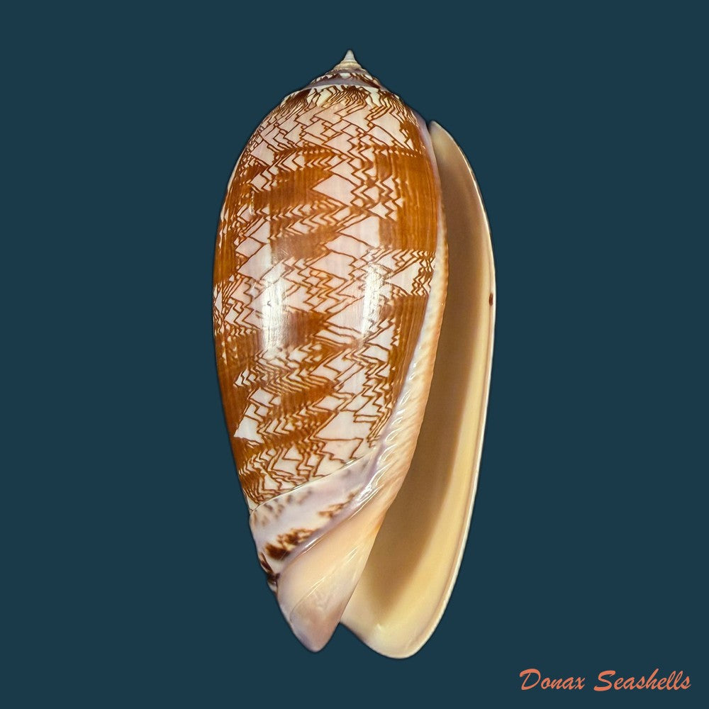 oliva-porphyria-linnaeus-1758-76-8mm-copia