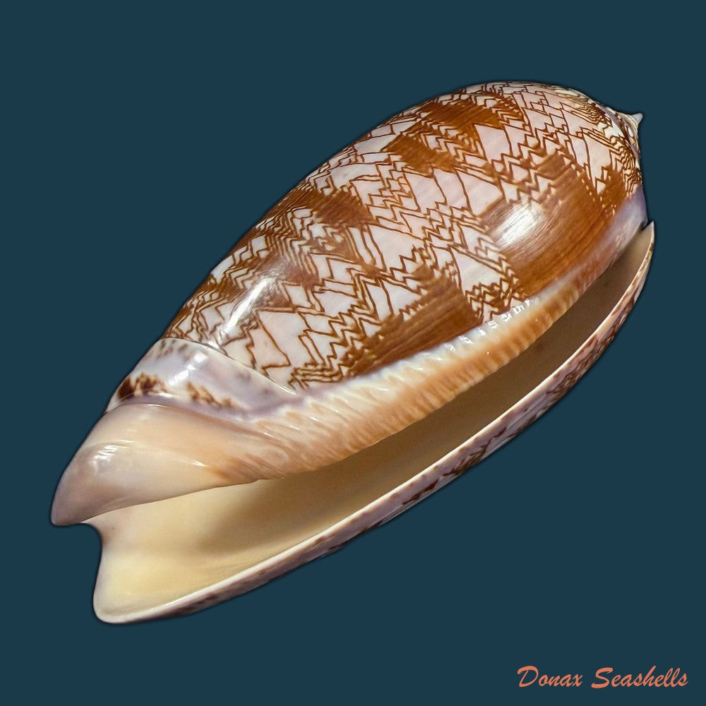 oliva-porphyria-linnaeus-1758-76-8mm-copia