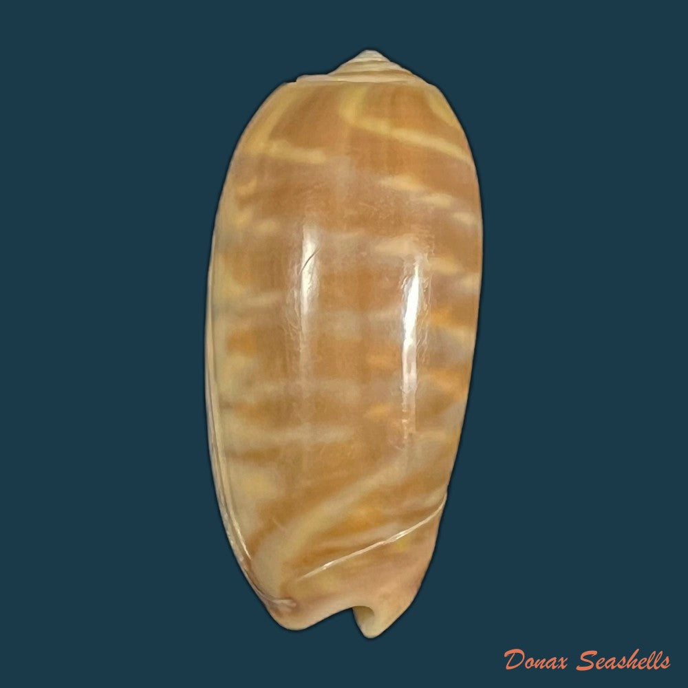 oliva-rufula-duclos-1840-30-5mm-copia