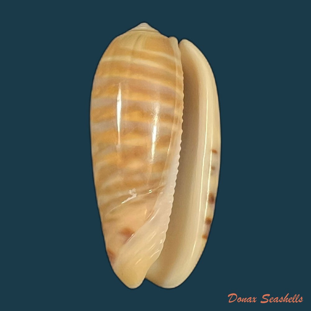 oliva-rufula-duclos-1840-30-5mm-copia