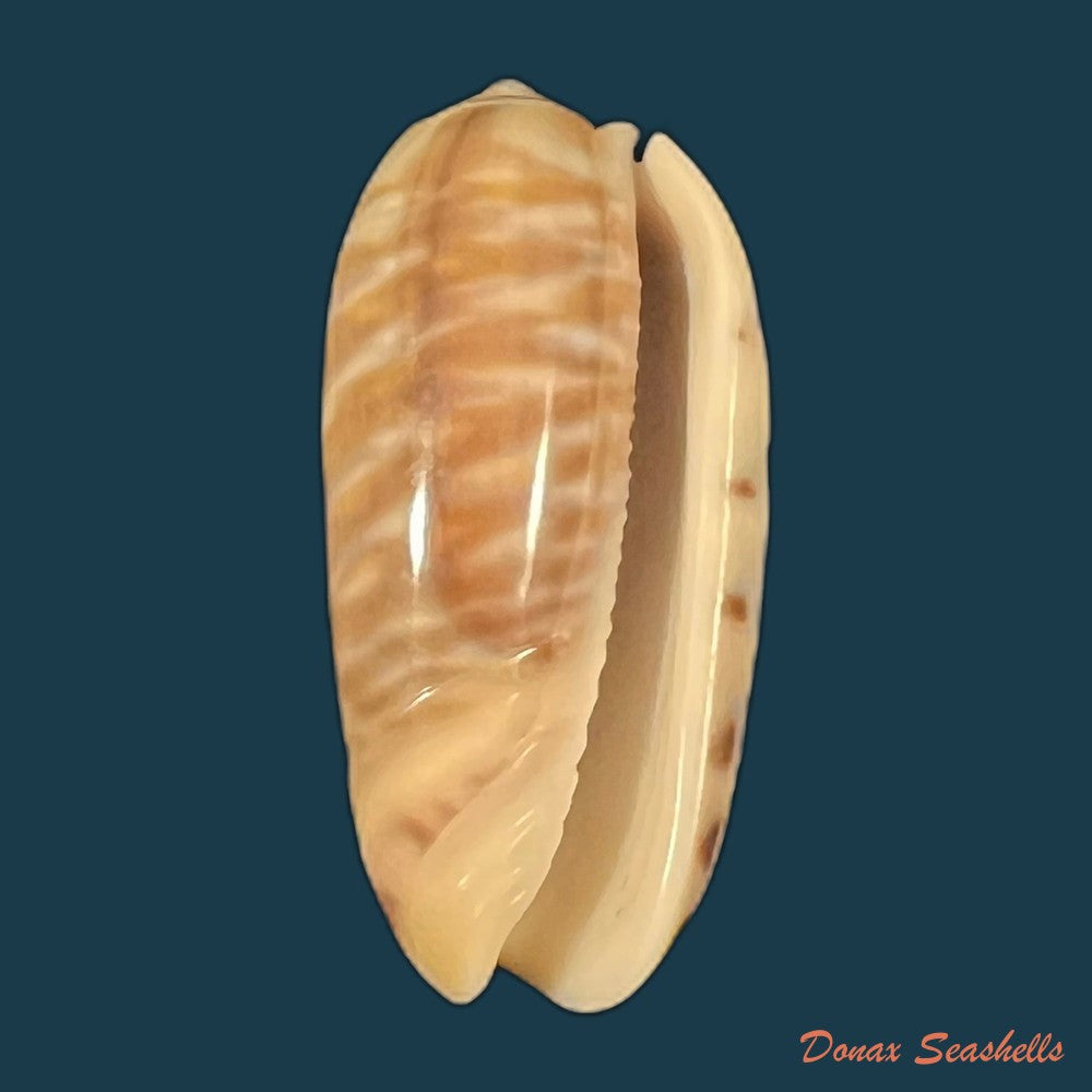 oliva-rufula-duclos-1840-31-6mm-copia