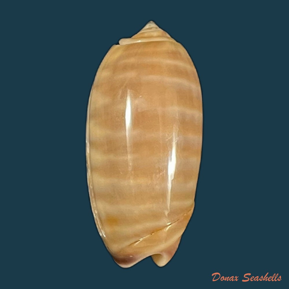 oliva-rufula-duclos-1840-31-8mm-copia