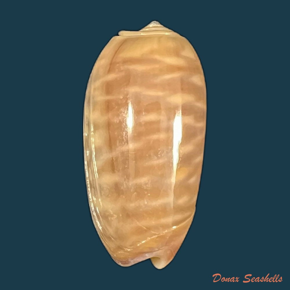oliva-rufula-duclos-1840-32-4mm-copia
