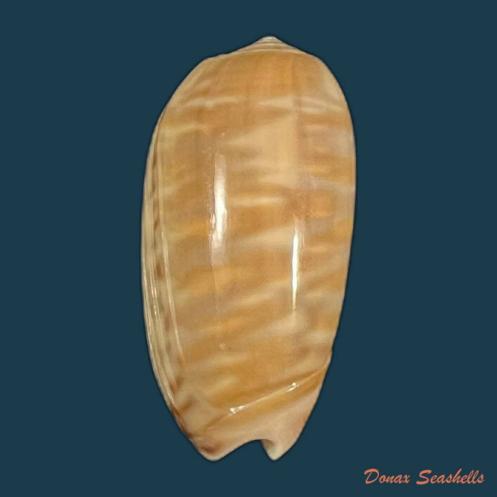 oliva-rufula-duclos-1840-33-8mm-copia