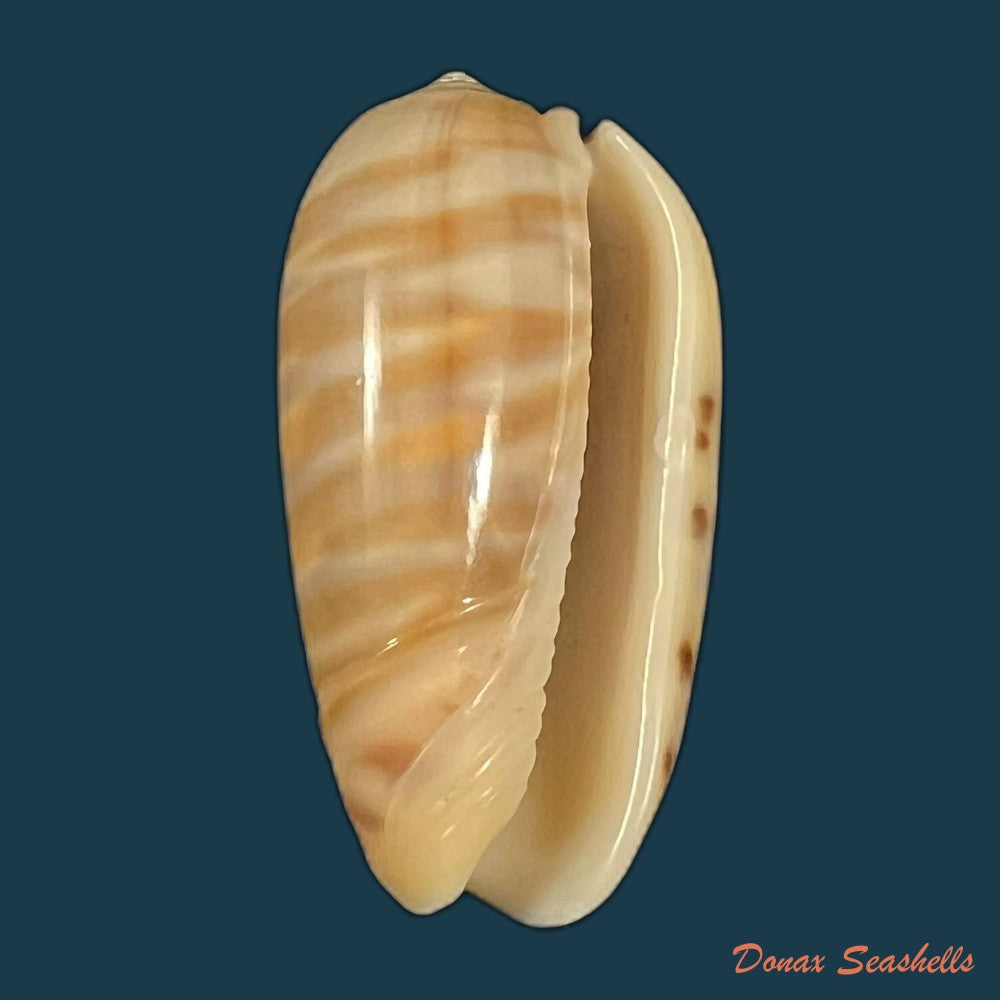 oliva-rufula-duclos-1840-33-8mm-copia