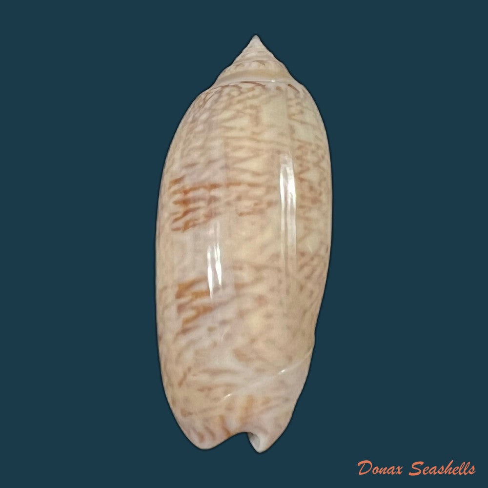 oliva-sayana-ravenel-1834-43-7mm-copia