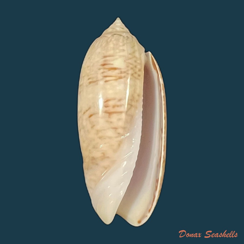 oliva-sayana-ravenel-1834-43-7mm-copia