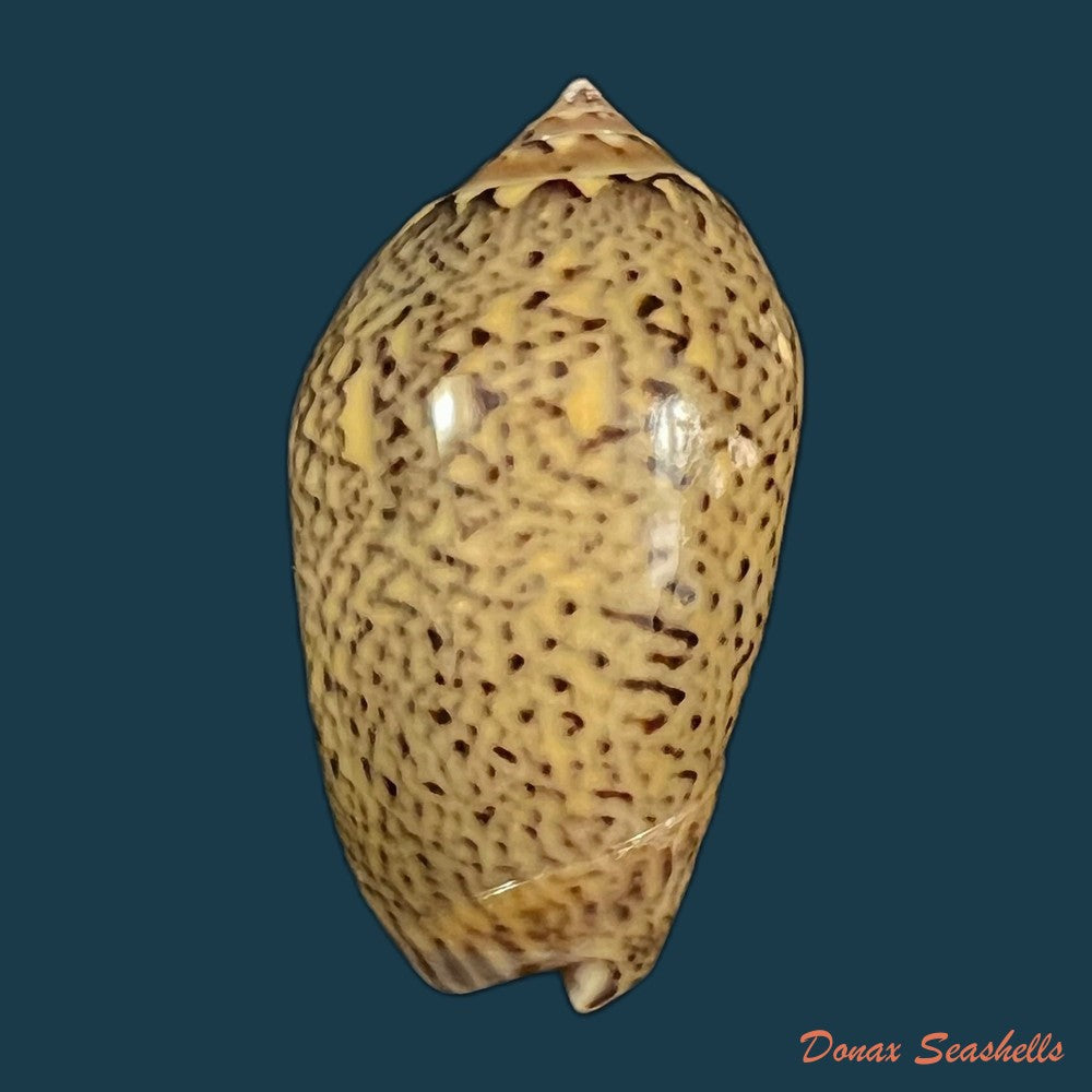 oliva-sayana-ravenel-1834-44-3mm-copia-1