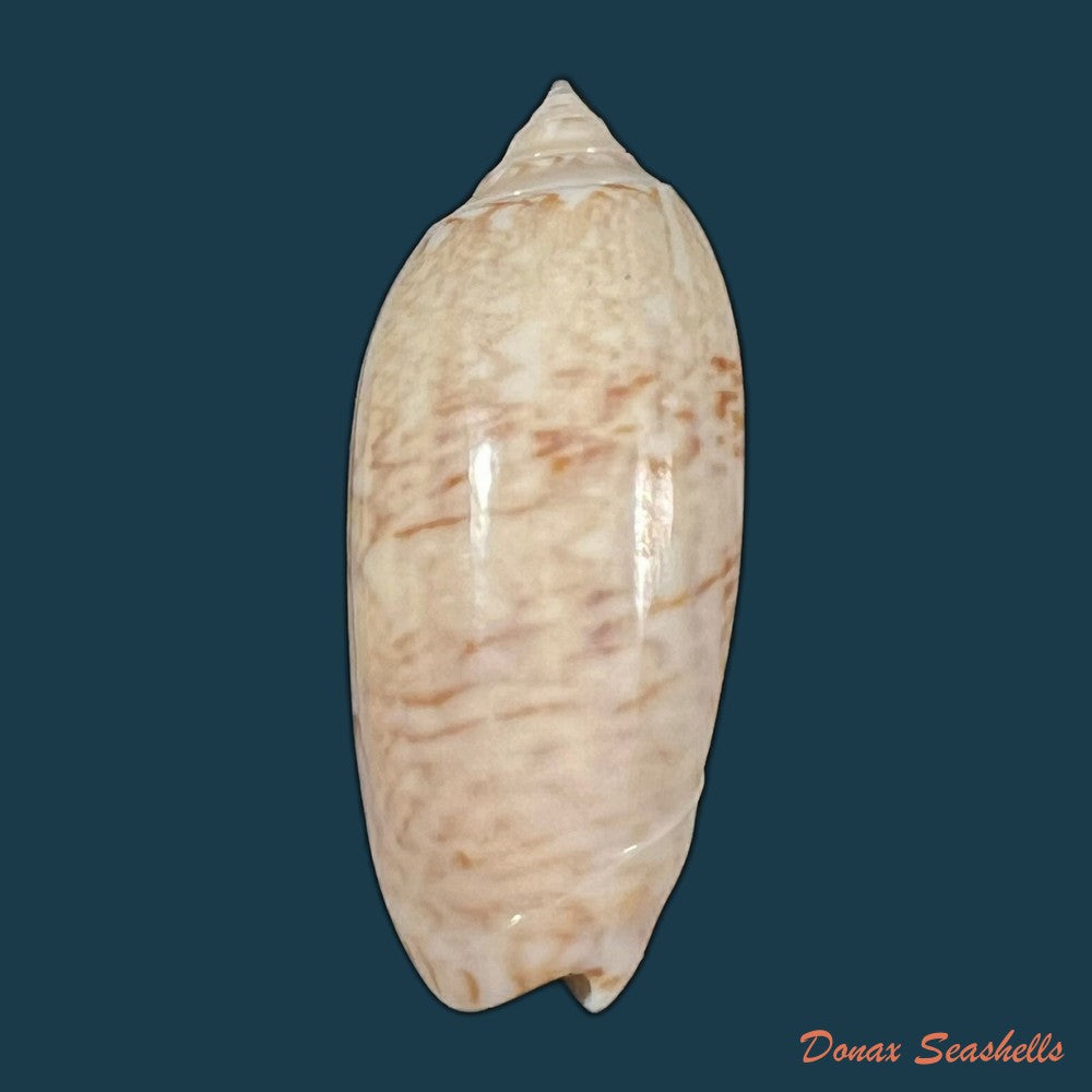 oliva-sayana-ravenel-1834-44-3mm-copia-2