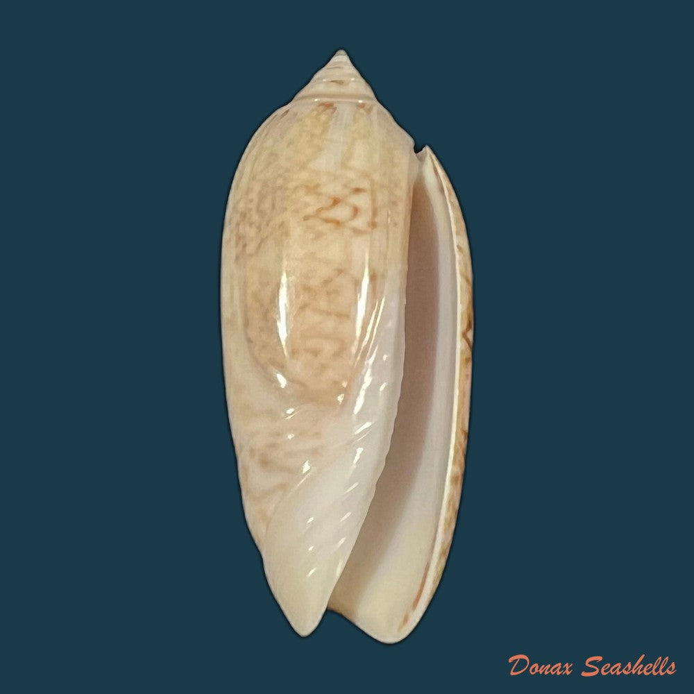 oliva-sayana-ravenel-1834-44-3mm-copia-2