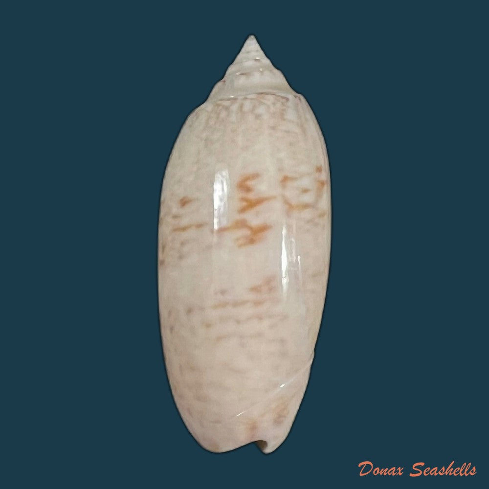 oliva-sayana-ravenel-1834-44-3mm-copia