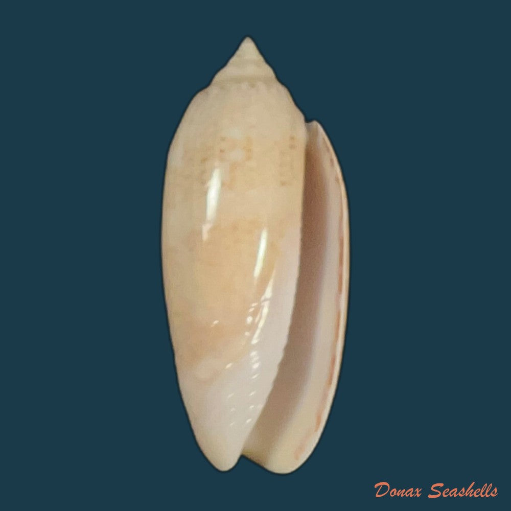 oliva-sayana-ravenel-1834-44-3mm-copia