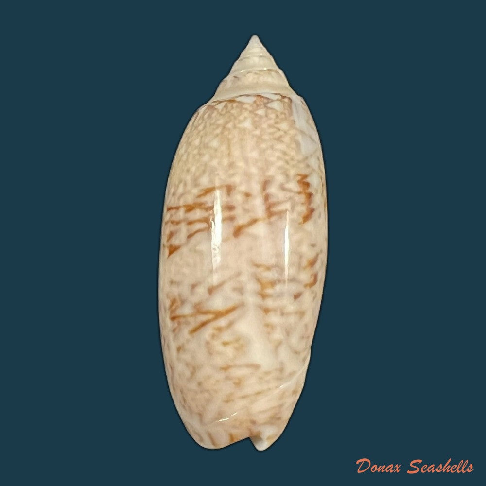 oliva-sayana-ravenel-1834-44-8mm-copia