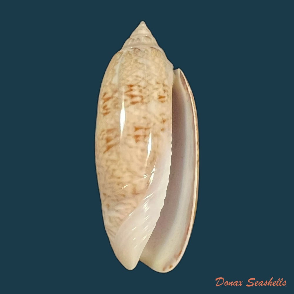 oliva-sayana-ravenel-1834-44-8mm-copia