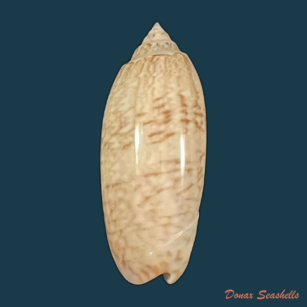oliva-sayana-ravenel-1834-45-3mm-copia