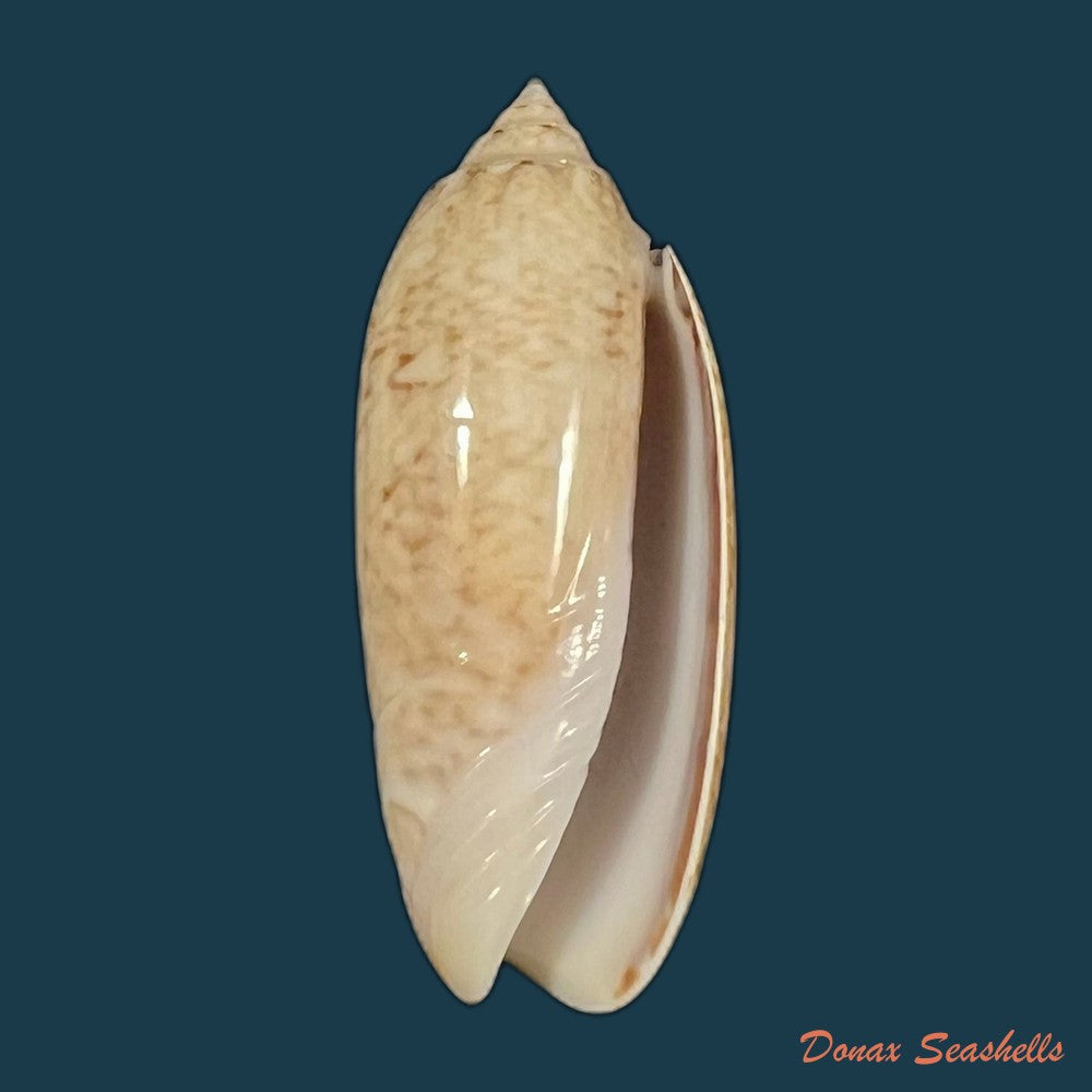 oliva-sayana-ravenel-1834-45-3mm-copia