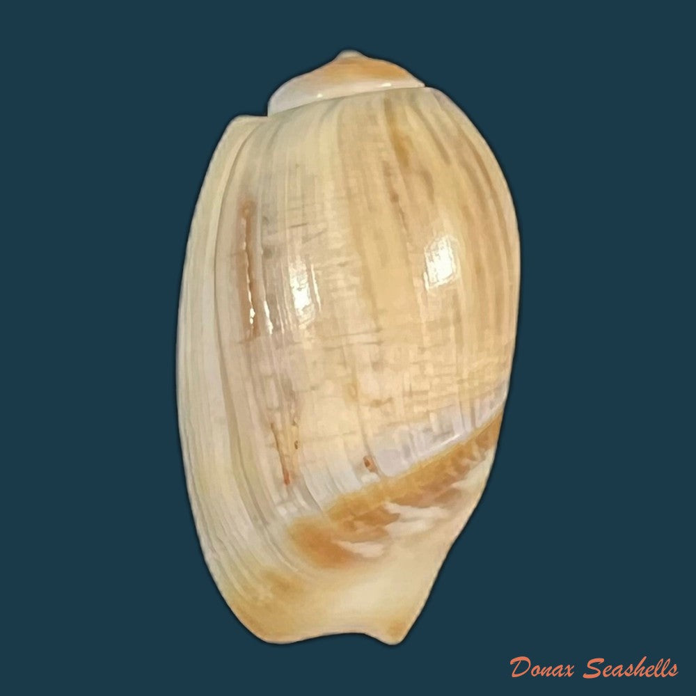 olivancillaria-auricularia-lamarck-1811-39mm-copia