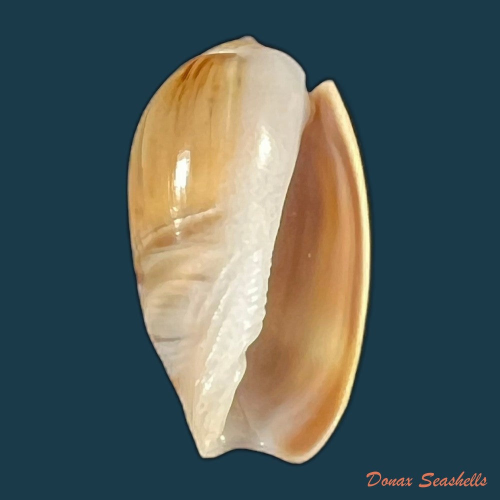 olivancillaria-auricularia-lamarck-1811-39mm-copia