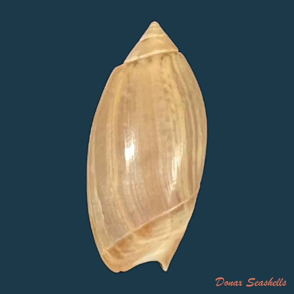 olivancillaria-contortuplicata-reeve-1850-26-4mm-copia