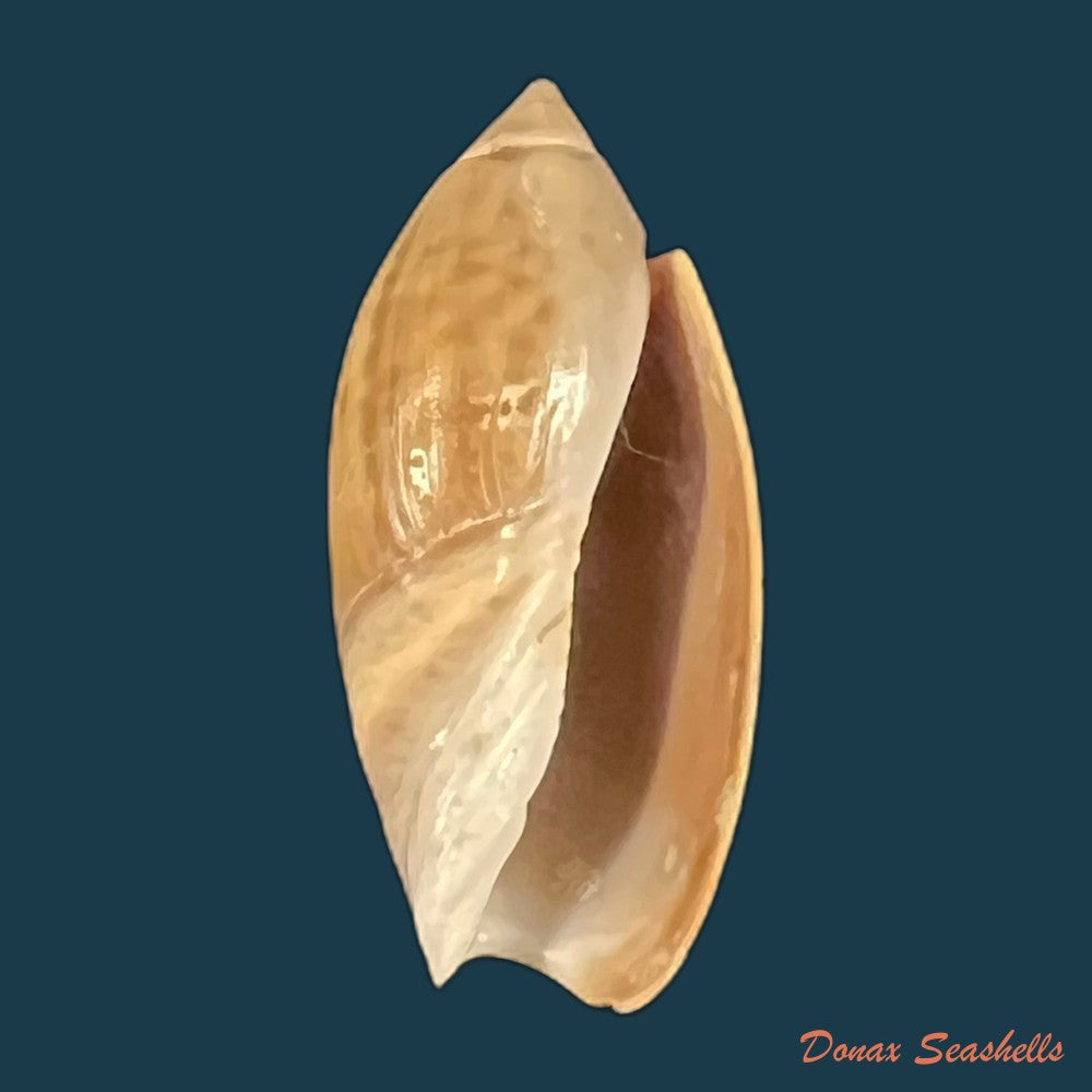 olivancillaria-contortuplicata-reeve-1850-26-4mm-copia