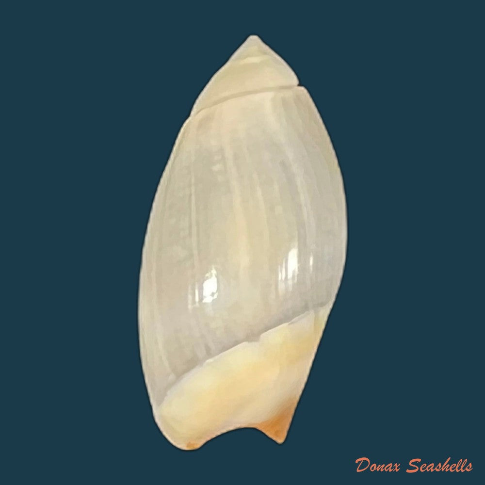 olivancillaria-contortuplicata-reeve-1850-27-2mm-copia