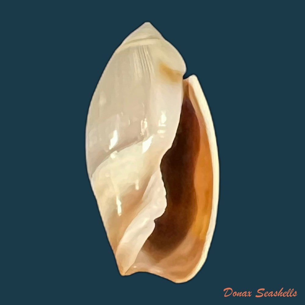 olivancillaria-contortuplicata-reeve-1850-27-2mm-copia