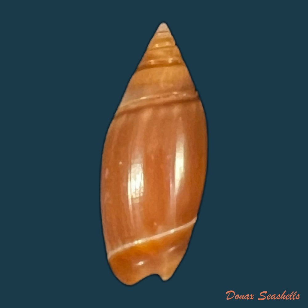 olivancillaria-orbignyi-marrat-1868-34-1mm-copia