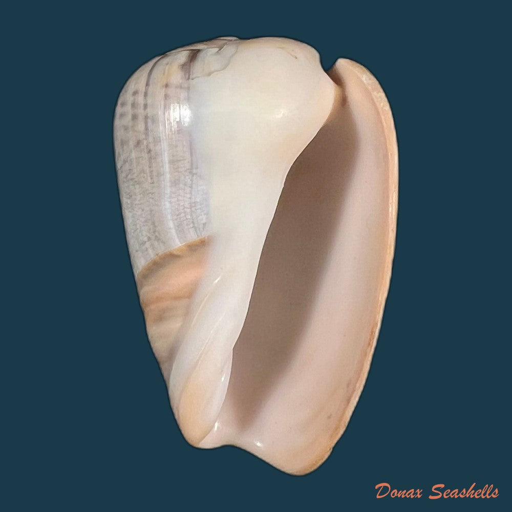 olivancillaria-urceus-roding-1798-51-9mm-copia
