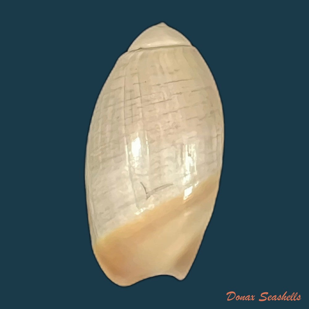 olivancillaria-vesica-auricularia-lamarck-1810-copia