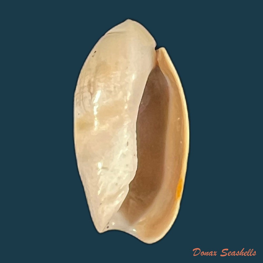 olivancillaria-vesica-auricularia-lamarck-1810-copia