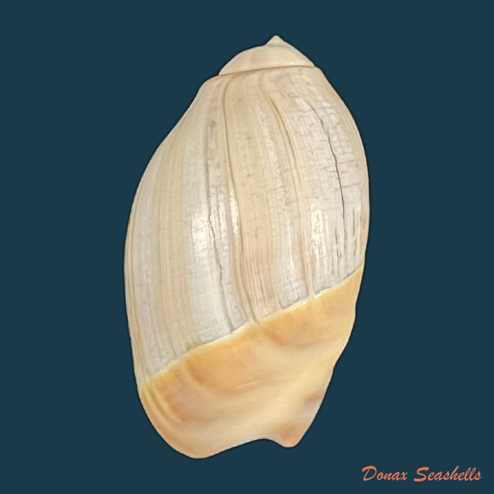 olivancillaria-vesica-gmelin-1791-25-7mm-copia-1