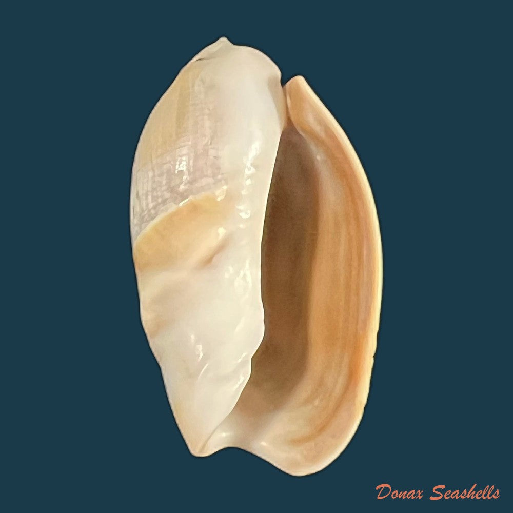 olivancillaria-vesica-gmelin-1791-25-7mm-copia-1