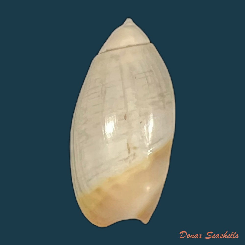 olivancillaria-vesica-gmelin-1791-25-7mm-copia