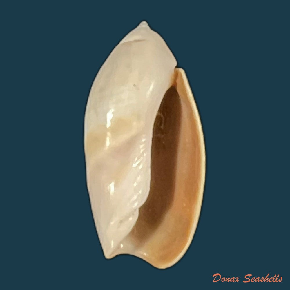 olivancillaria-vesica-gmelin-1791-25-7mm-copia