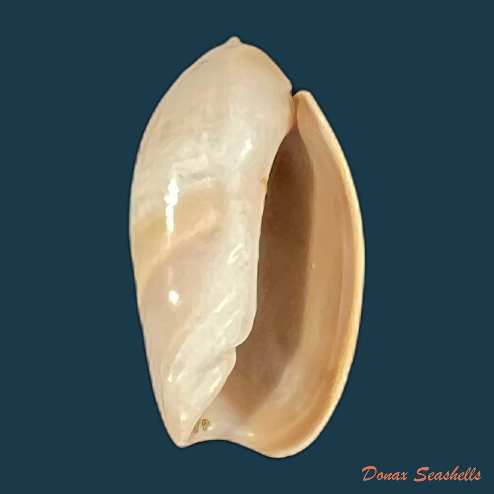 olivancillaria-vesica-gmelin-1791-26-8mm-copia