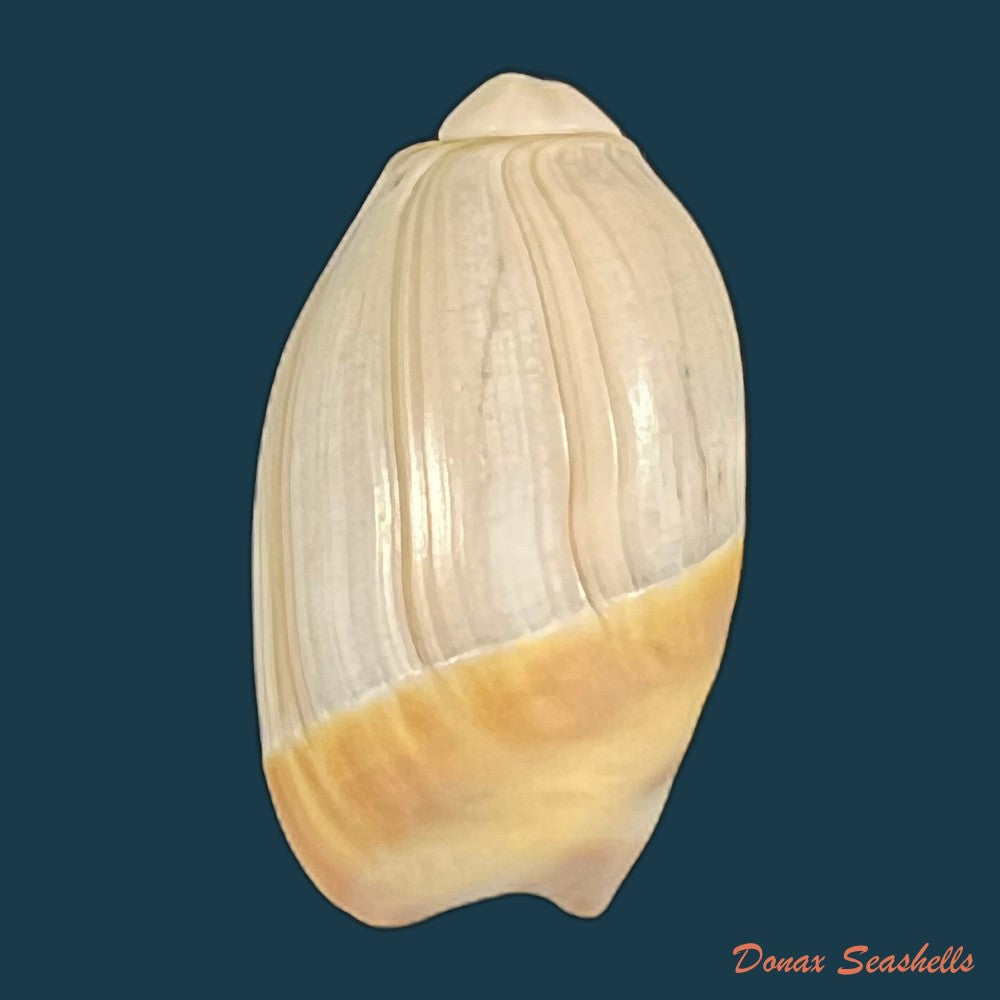 olivancillaria-vesica-gmelin-1791-44mm-copia