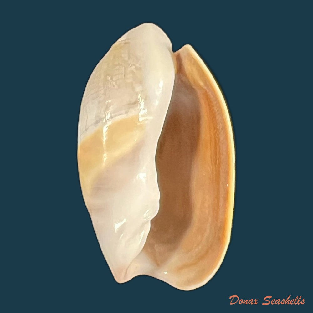 olivancillaria-vesica-gmelin-1791-44mm-copia