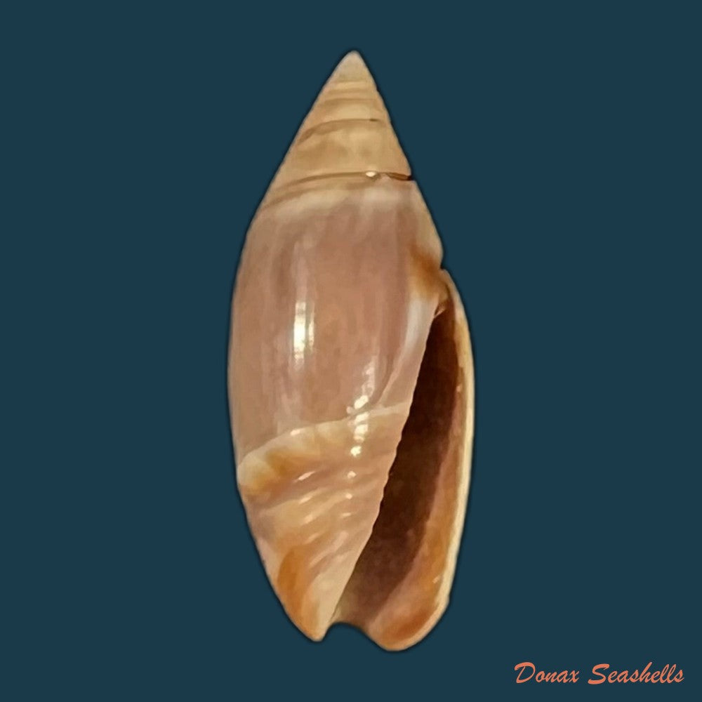 olivella-bitleri-olsson-1956-15-9mm-copia