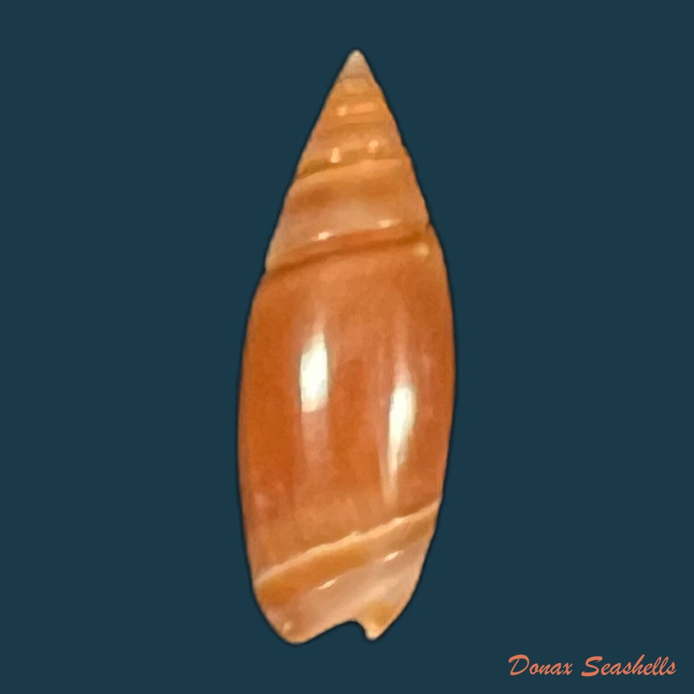olivella-bitleri-olsson-1956-17-1mm-copia
