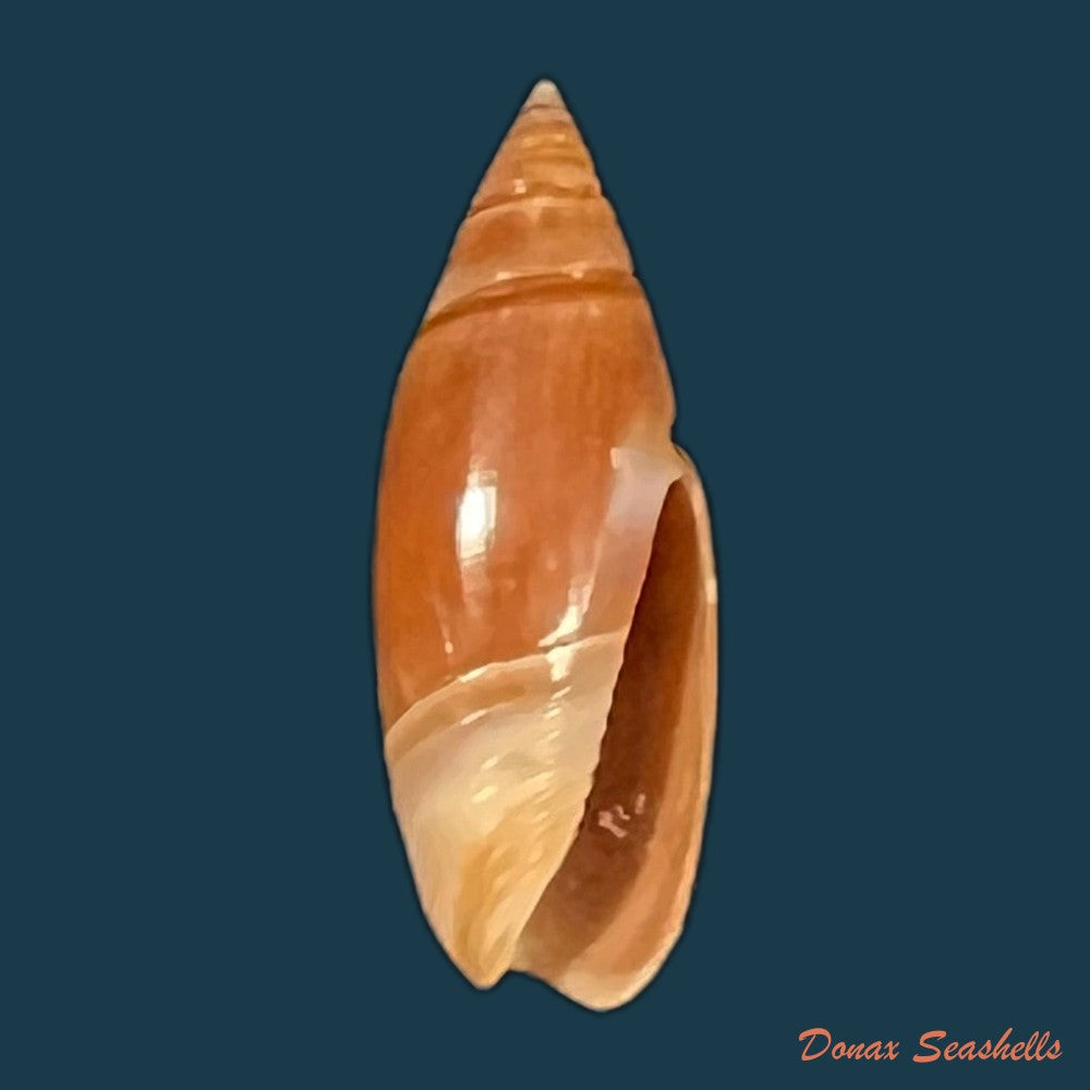 olivella-bitleri-olsson-1956-17-1mm-copia